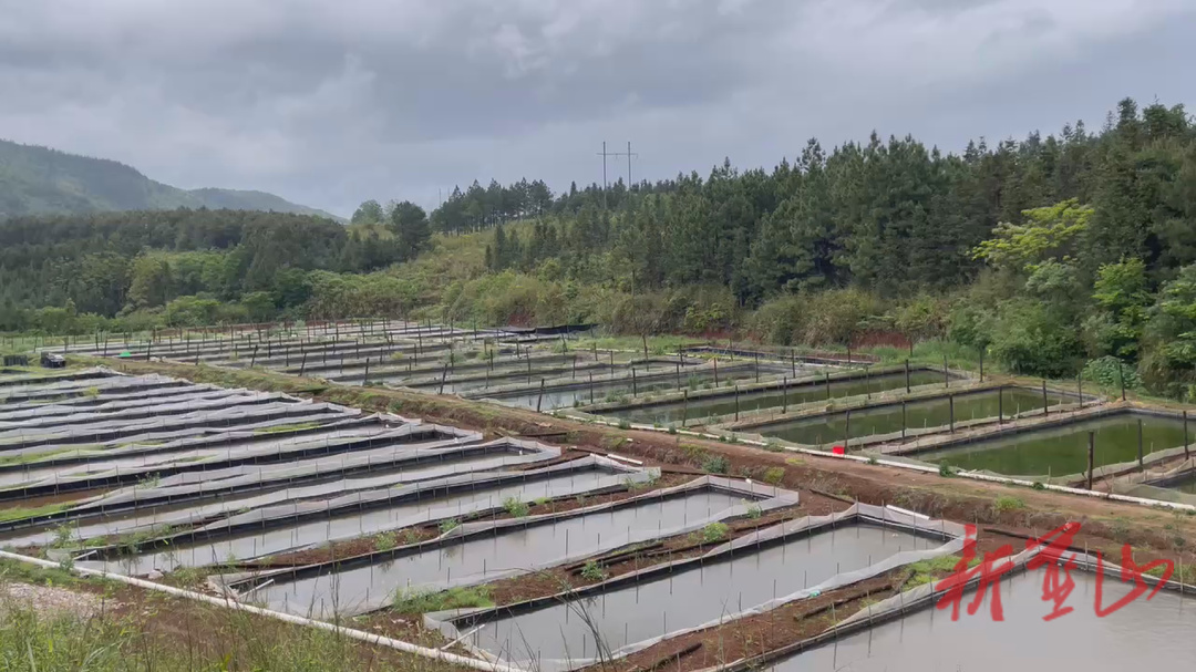 暮春時節,新圩鎮龍家坊村牛蛙養殖基地裡,蛙聲此起彼伏,一派生機勃勃