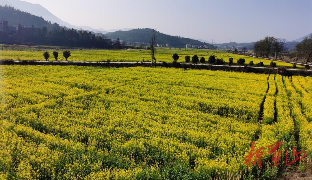 永州蓝山：万亩油菜花开出乡村振兴“新画卷”