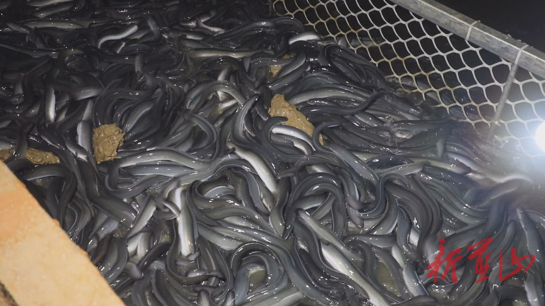 蓝山县工厂化鳗鱼养殖 新型产业促发展
