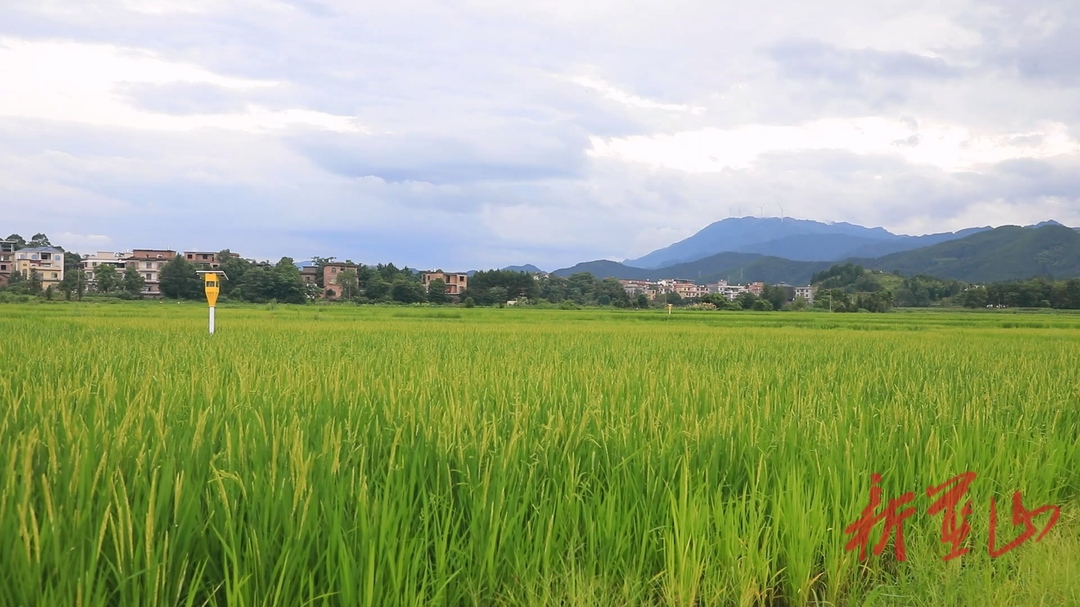 蓝山县推广使用太阳能杀虫灯 “照亮”水稻绿色增产路