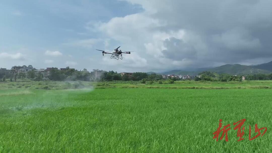 藍山縣無人機“飛防”助力秋糧穩(wěn)產(chǎn)豐收