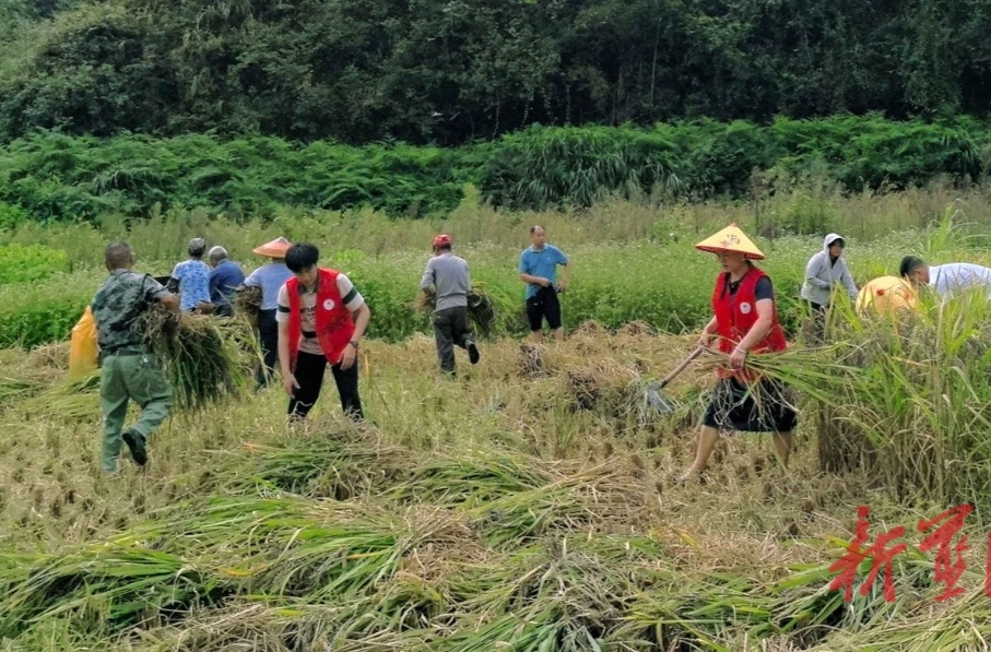 湘江源瑤族鄉(xiāng)：助農(nóng)秋收暖民心 兩把鐮刀相印紅