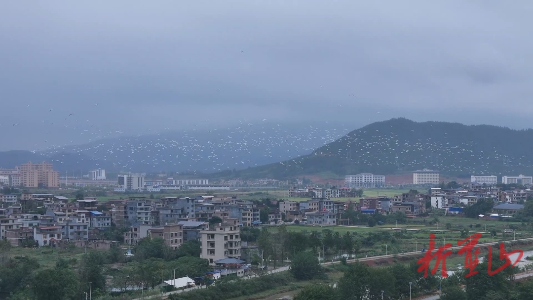 美丽蓝山：白鹭翩跹飞 尽显生态美