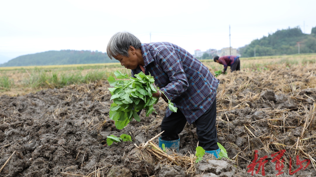 蓝山县油菜移栽忙 轮作促增收