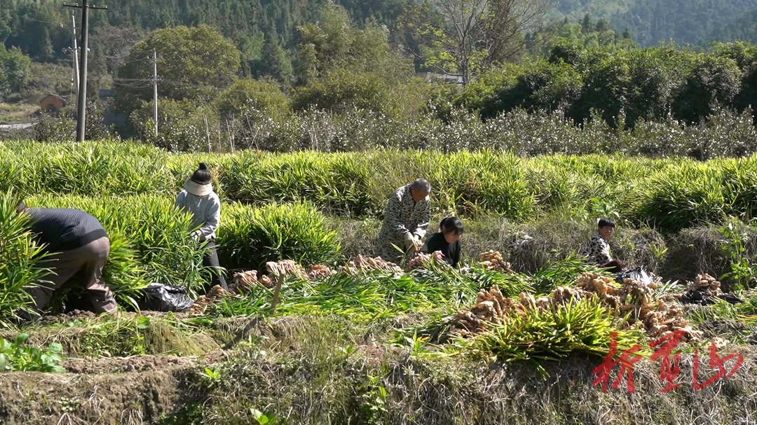 大桥瑶族乡大源村：生姜迎丰收 绘就好“钱”景