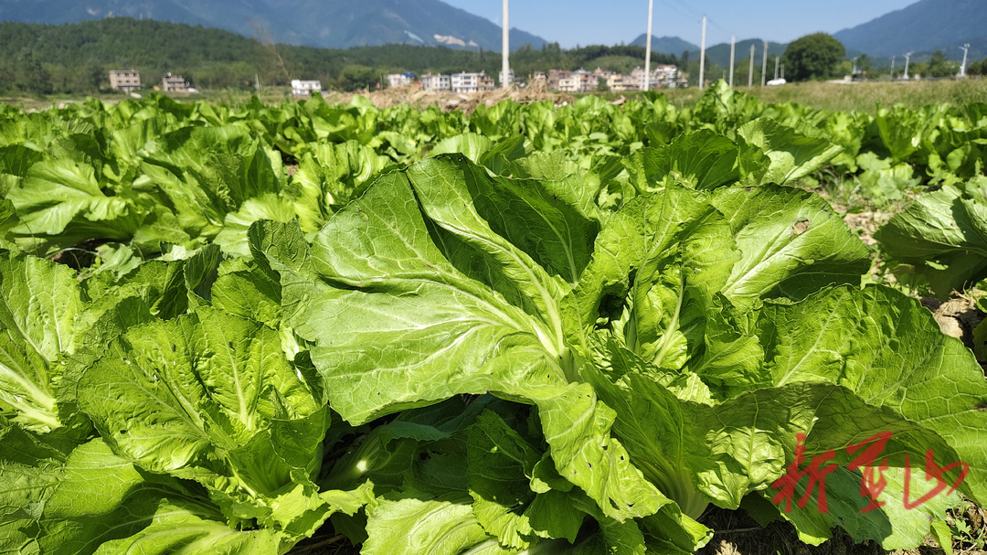 所城镇舜河村：一地轮番种 芥菜采收忙