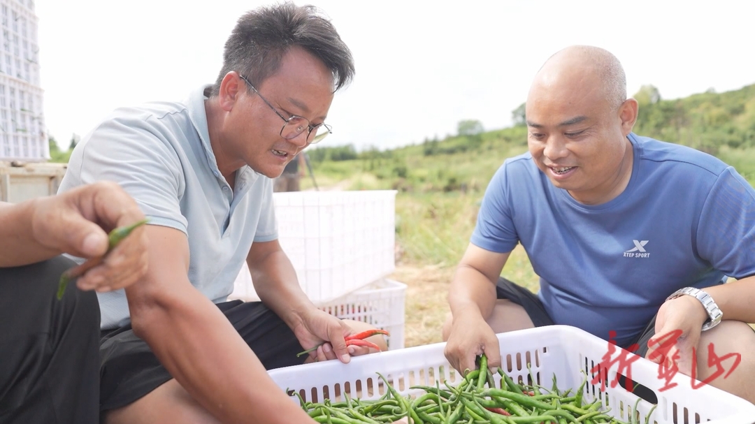 （聚焦东盟交易会•永州蔬菜博览会）蓝山锦宏农业：深耕“辣”产业 写好“辣”文章