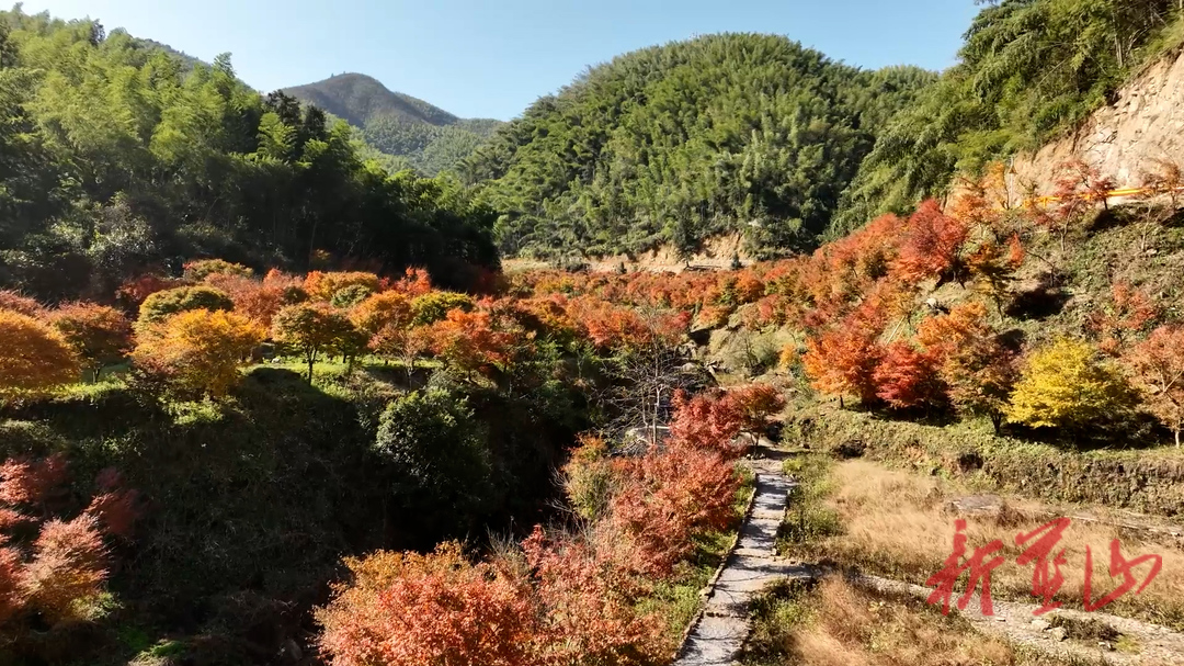 美麗藍(lán)山：初冬藍(lán)山谷 賞楓正當(dāng)時(shí)