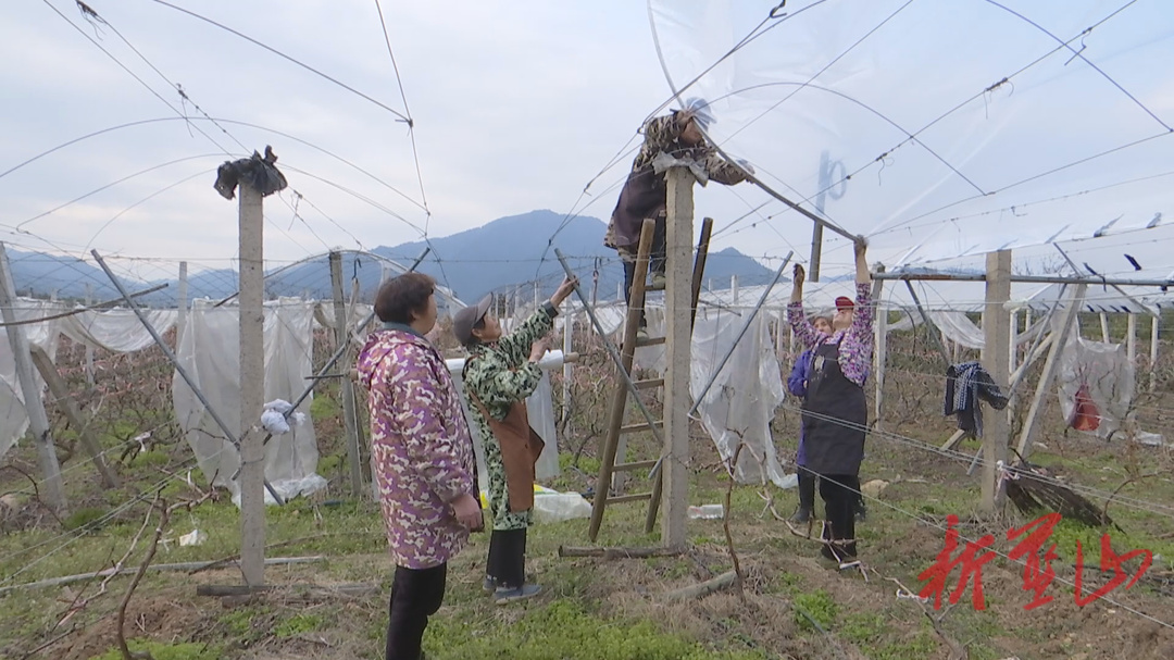 塔峰镇花果园村：葡萄园春日管护忙 覆膜施肥助丰收