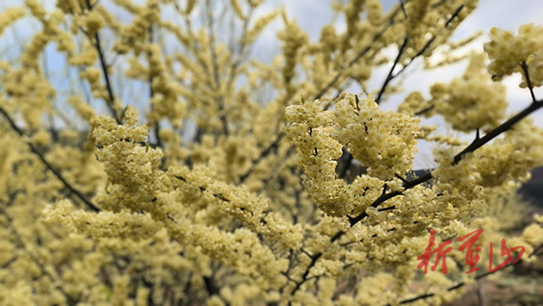 美麗藍(lán)山：山蒼子花開正艷 滿山遍野金燦燦