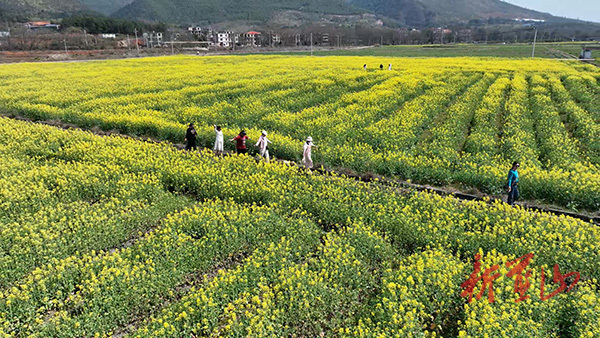 塔峰鎮(zhèn)雷家?guī)X村：油菜花開美如畫 春日盛景醉游人