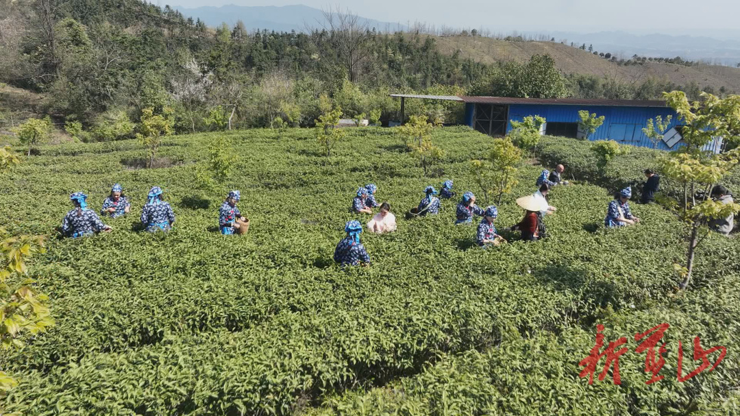 蓝山县头茬春茶抢“鲜”上市