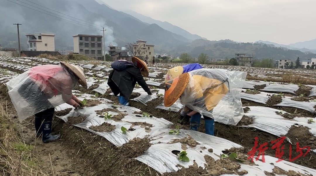 蓝山县所城镇舜岩村：紫茄种植正当时特色产业助振兴