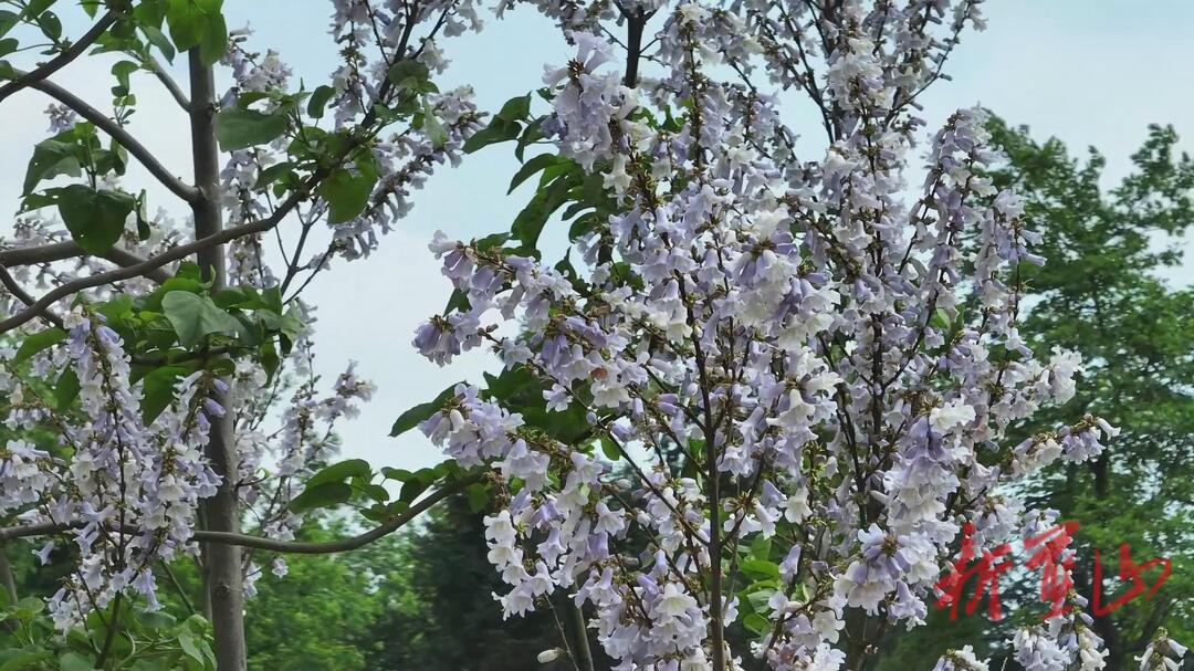 美丽蓝山：泡桐花开遍乡野