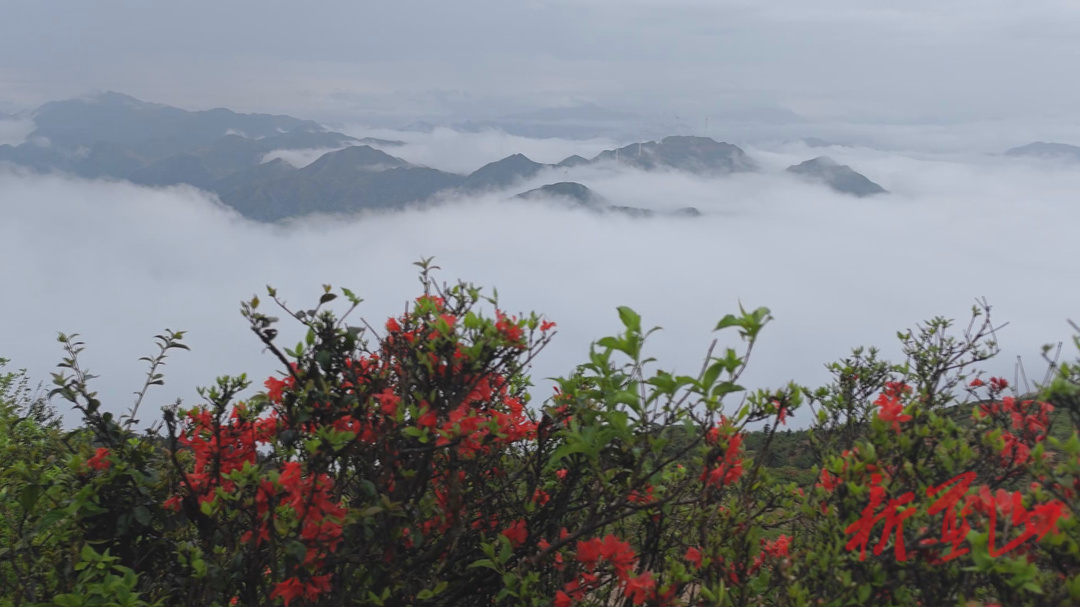 美丽蓝山：杜鹃花开正艳 云海美轮美奂
