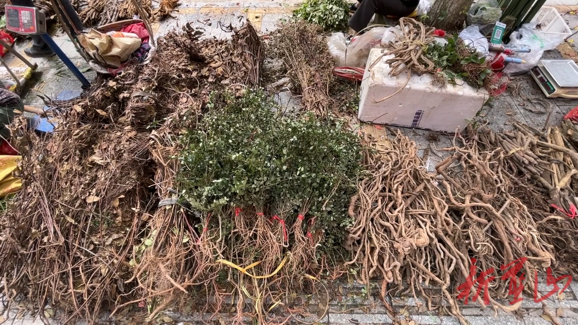 蓝山县“端午药市”火爆开市  中医药文化氛围浓