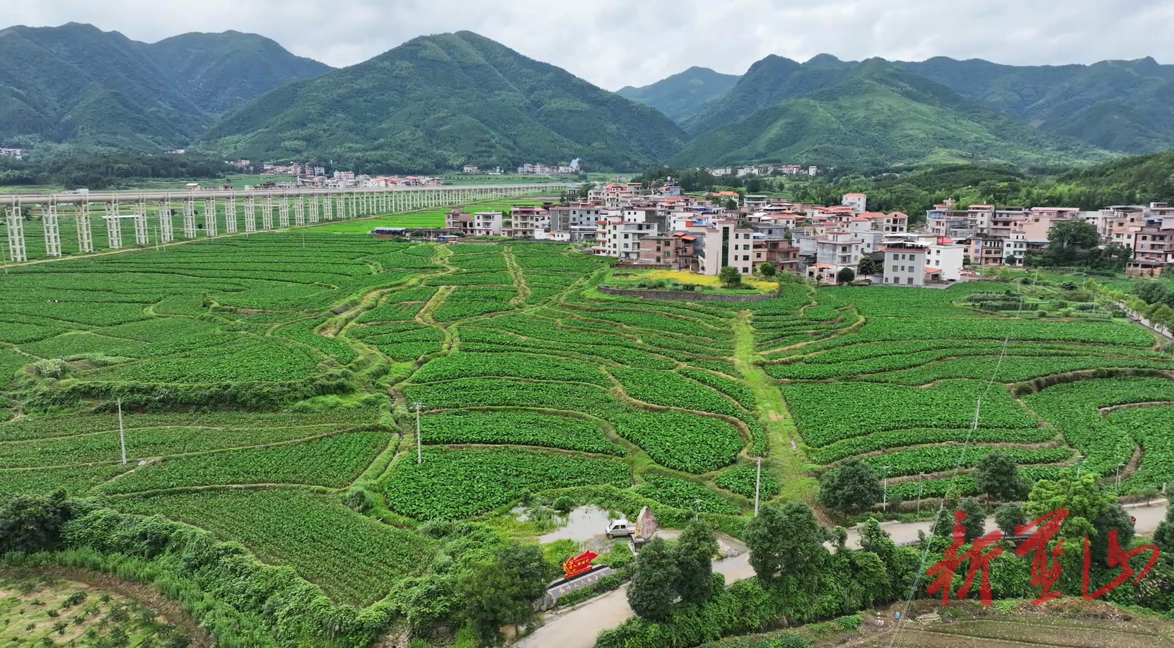 藍(lán)山縣毛俊鎮(zhèn)鵲峰村：多維發(fā)力推進(jìn)移風(fēng)易俗讓文明新風(fēng)在鄉(xiāng)村沃土開花結(jié)果