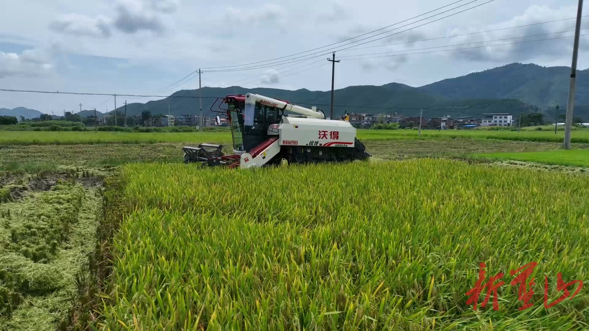 藍(lán)山縣早稻開鐮收割 全程機(jī)械化助力夏糧“滿倉”
