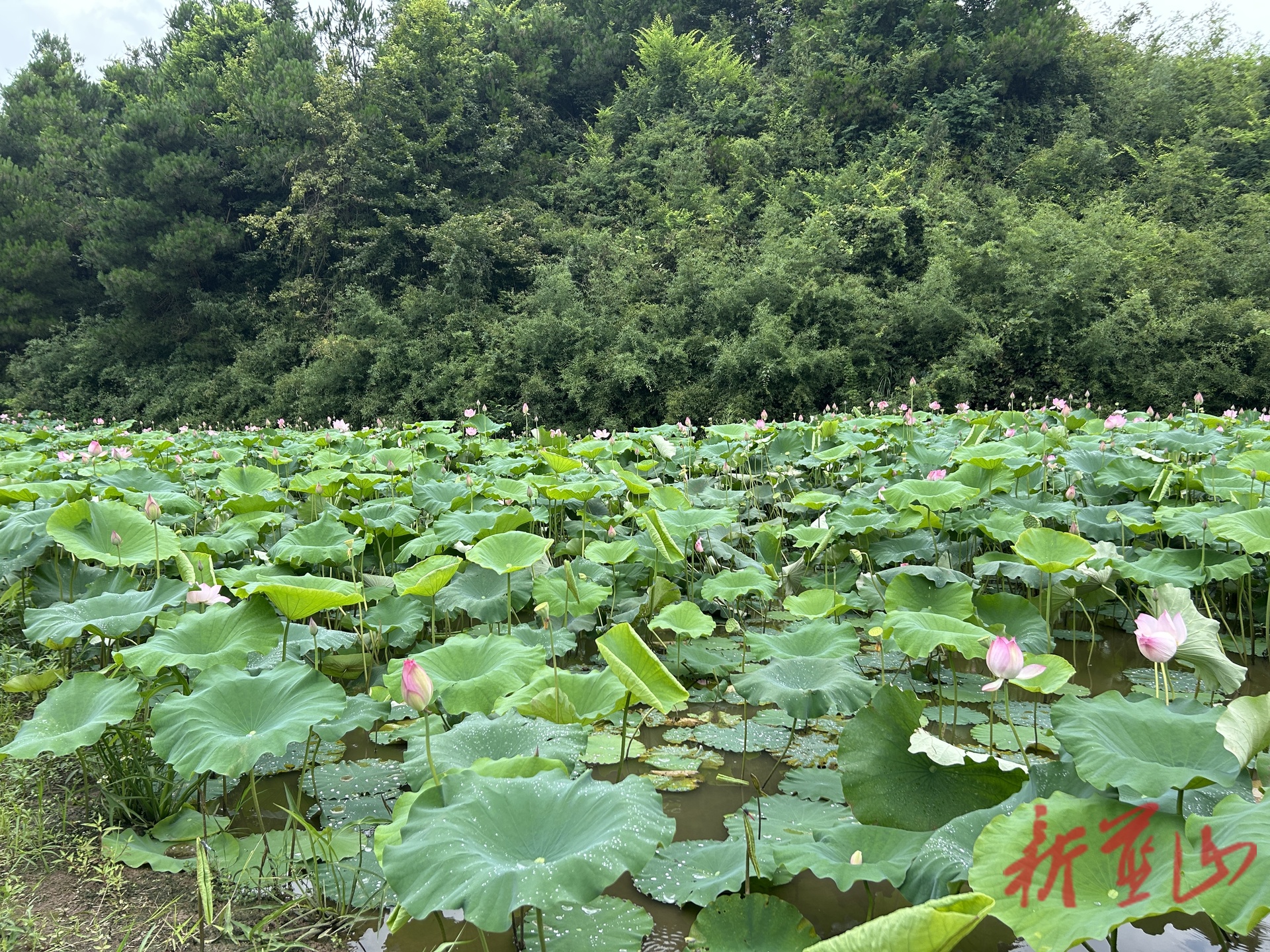 藍山縣新圩鎮(zhèn)和源村：太空蓮豐收結(jié)出“致富果”