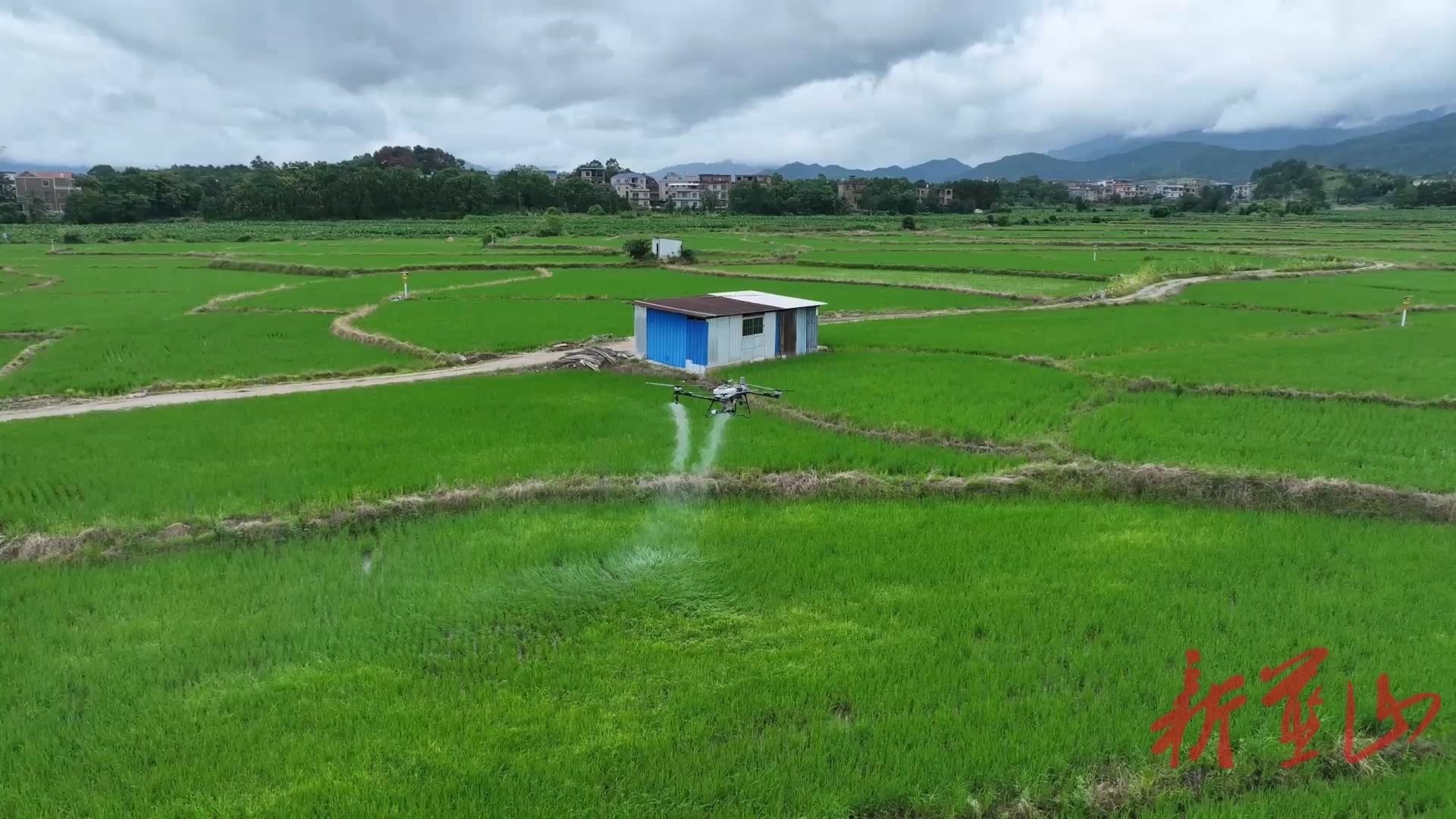 藍山縣無人機 “巡田” 忙 科技為晚稻 “加餐” 添活力