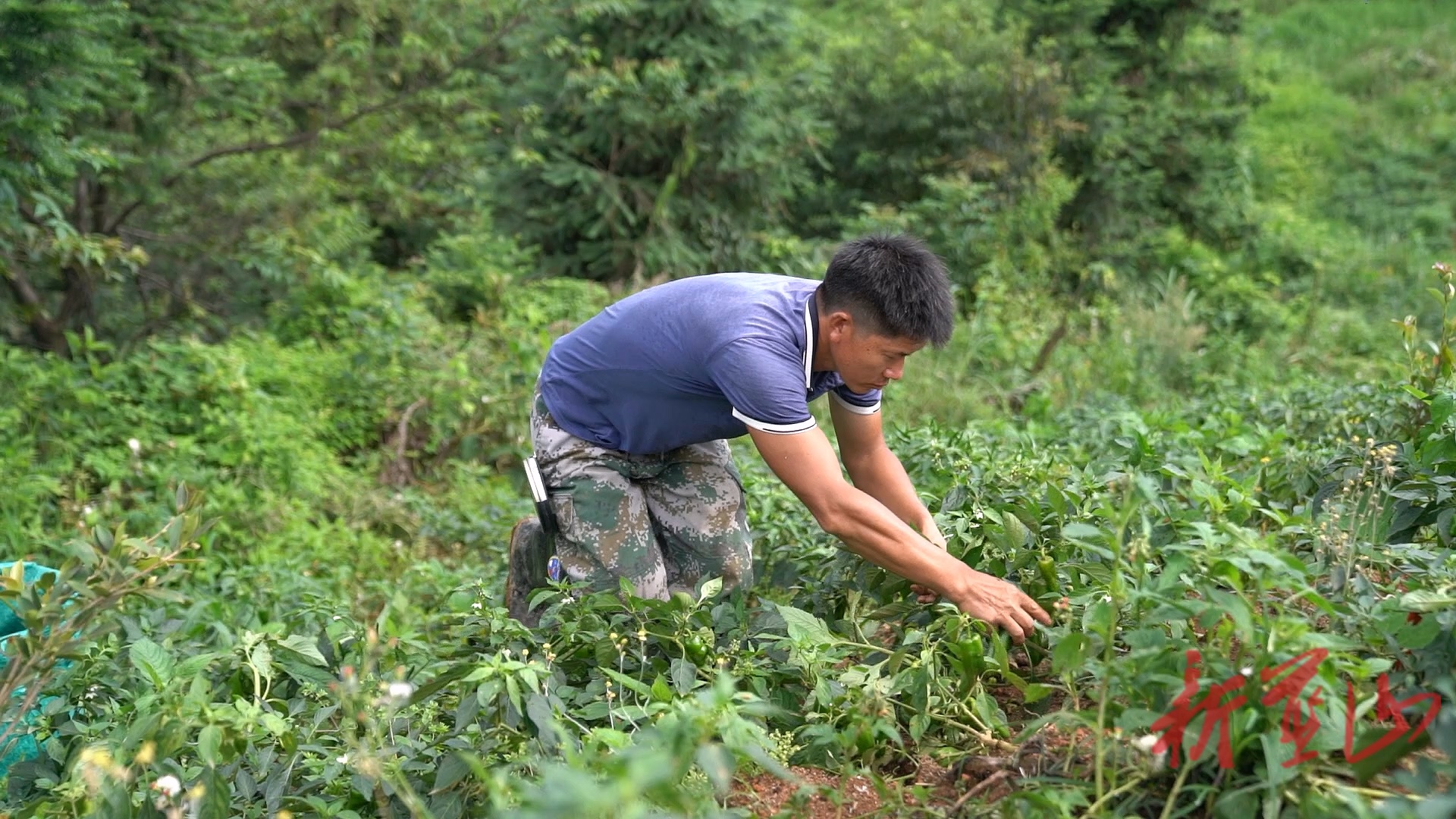 湘江源瑤族鄉(xiāng)桐村：高山辣椒枝頭俏 “紅”出鄉(xiāng)村致富路