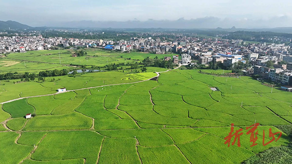 蓝山县塔峰镇竹市村：“禾”美乡村画“稻”处是风景