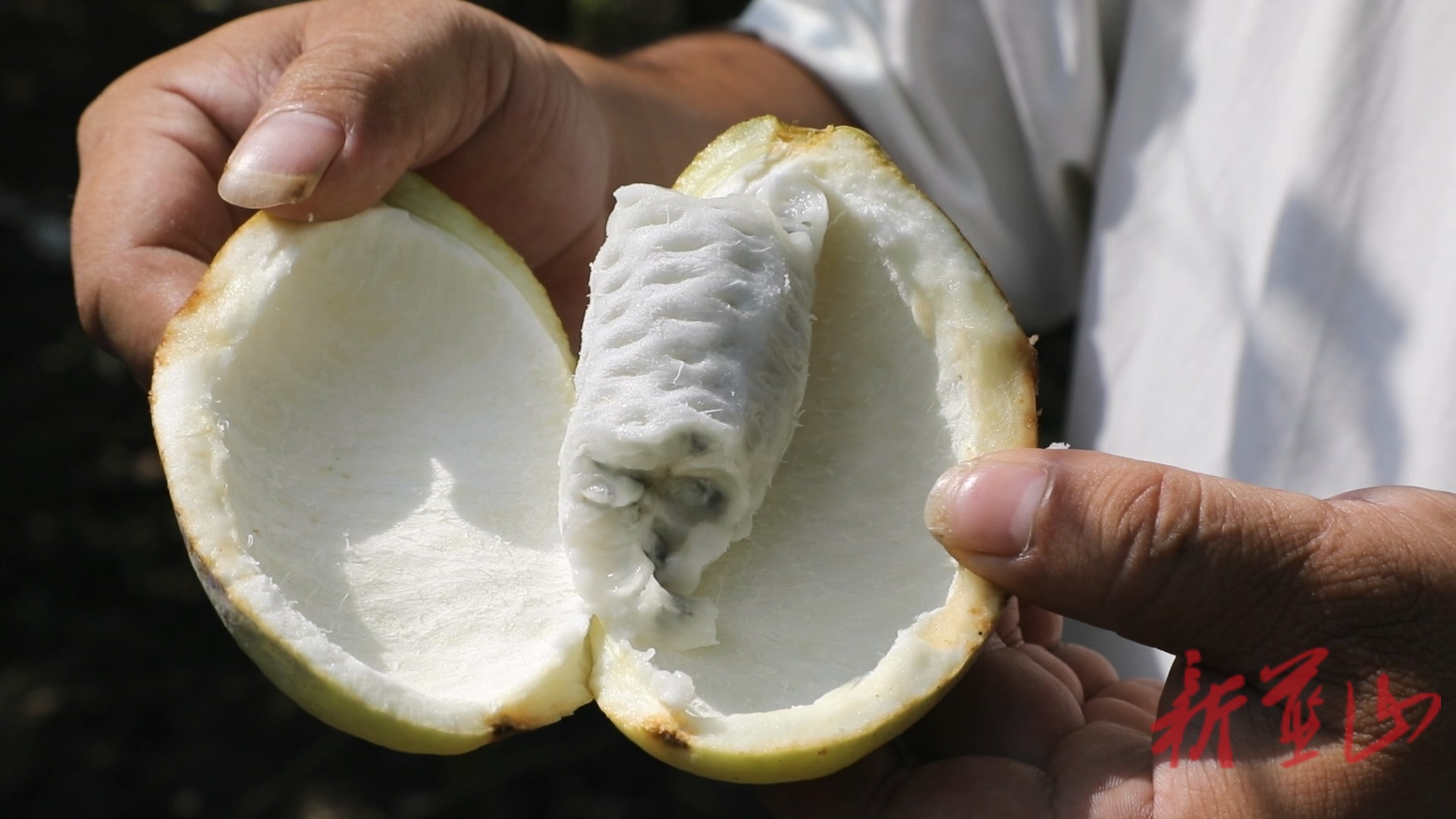 蓝山县毛俊镇上溪村：八月瓜丰收引客来   特色产业绘就振兴景