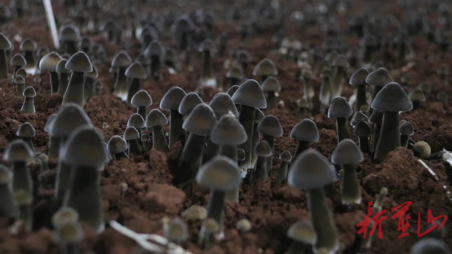 土市镇南岭村：小小黑皮鸡枞菌 撑起乡村振兴“致富伞”