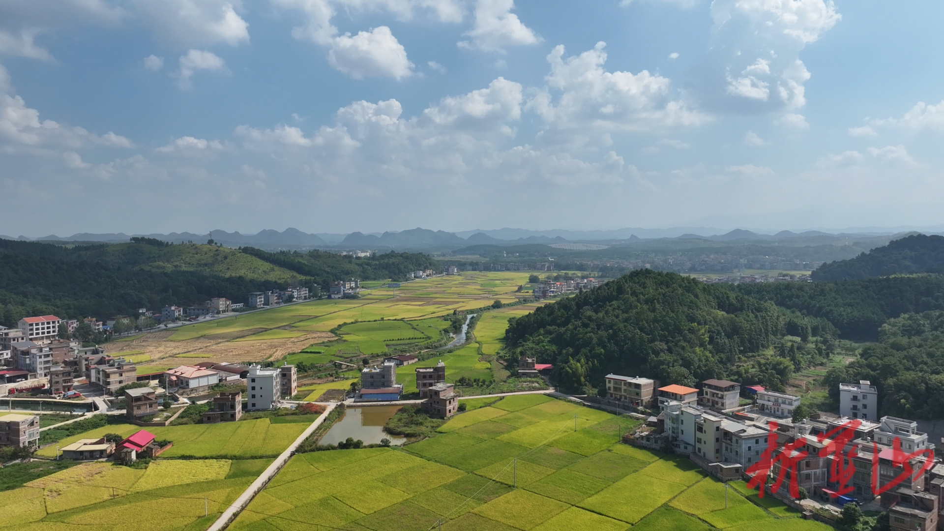 土市镇：稻田披金浪 收粮庆丰年