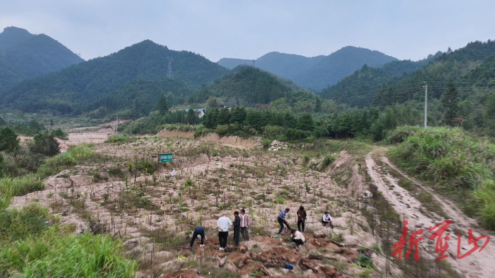 大桥瑶族乡大桥村：党建领航强产业 茯苓飘香富乡村