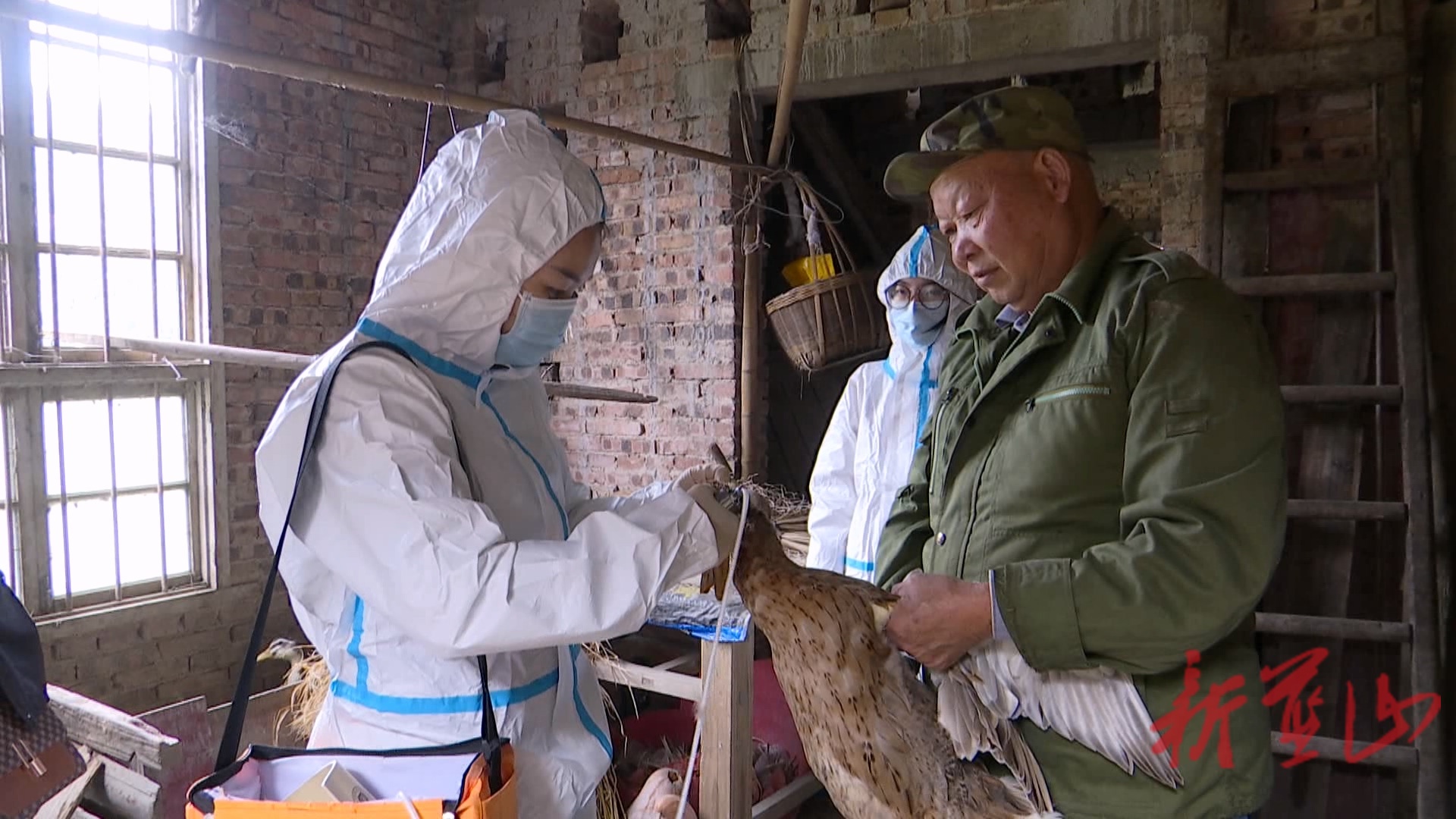 蓝山县强化秋季动物防疫 筑牢畜禽“免疫屏障”