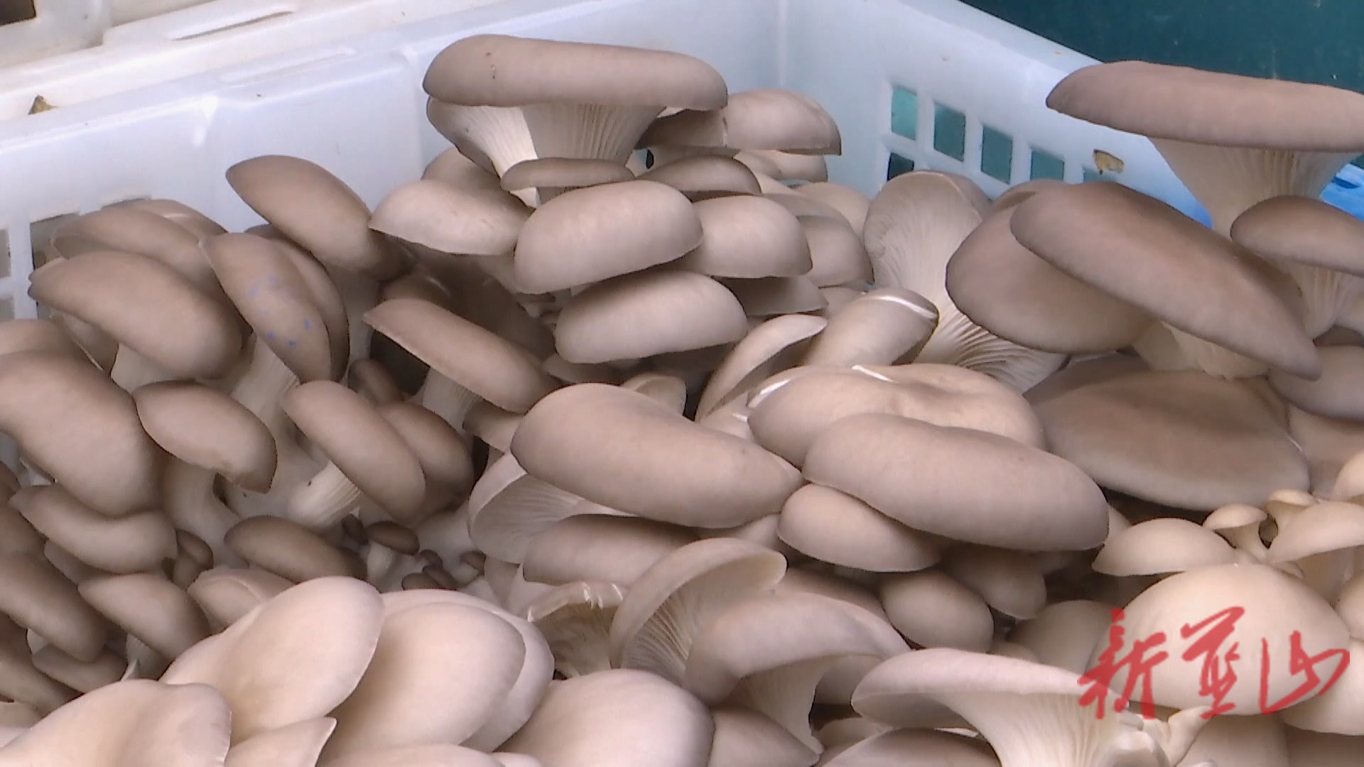 塔峰镇花果园村：平菇种植闯出致富好“钱”景