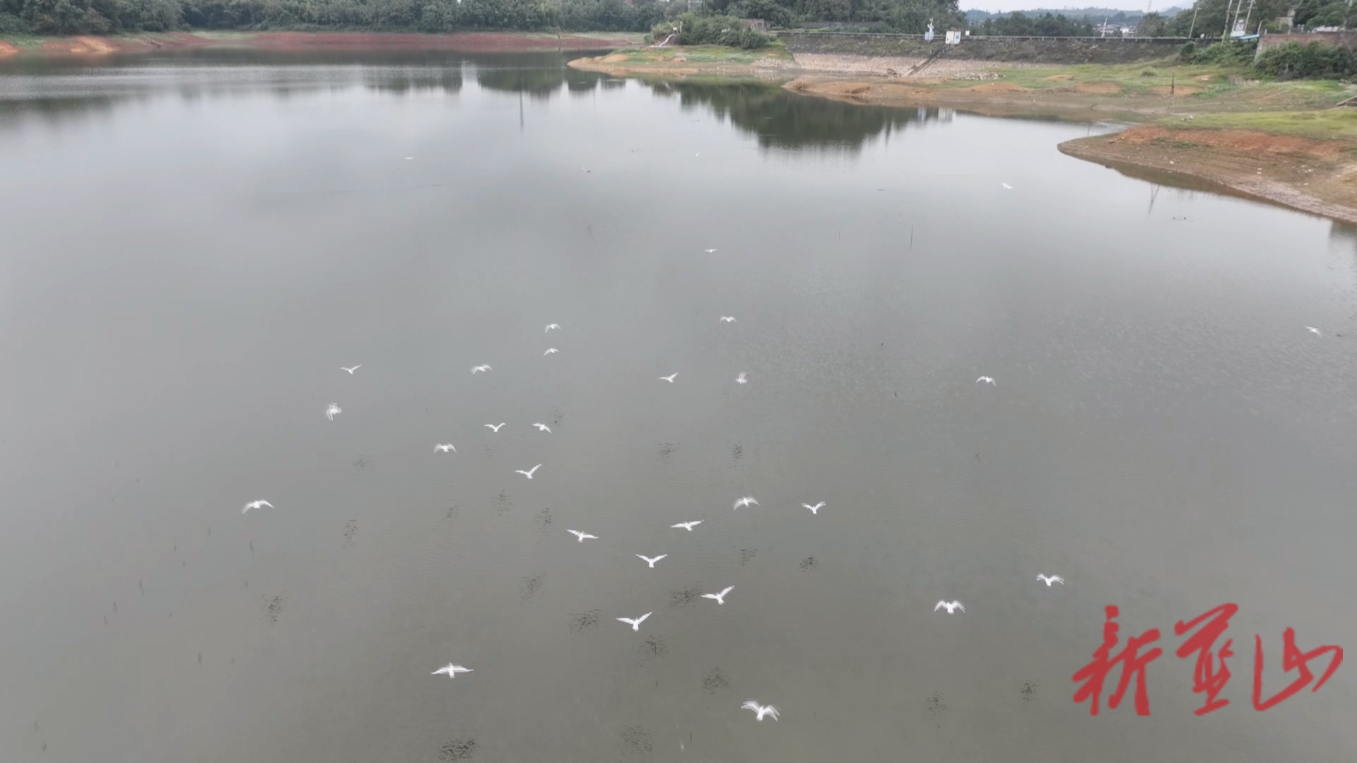 蓝山县首次发现红嘴鸥过境 湿地好生态引“远方来客”