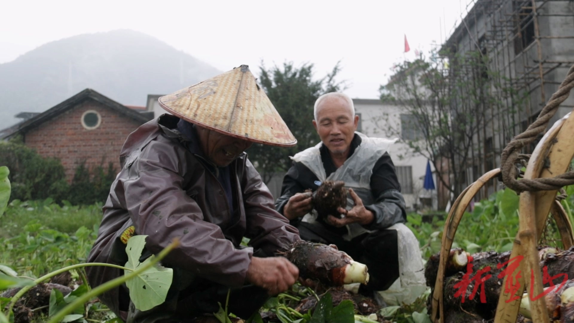 毛俊镇沙溪村：香芋成熟喜获丰收 特色产业铺就致富路