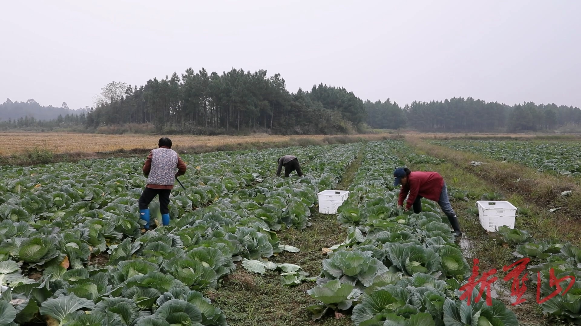 蓝山县一颗包菜闯市场 品质“出圈”远销海外