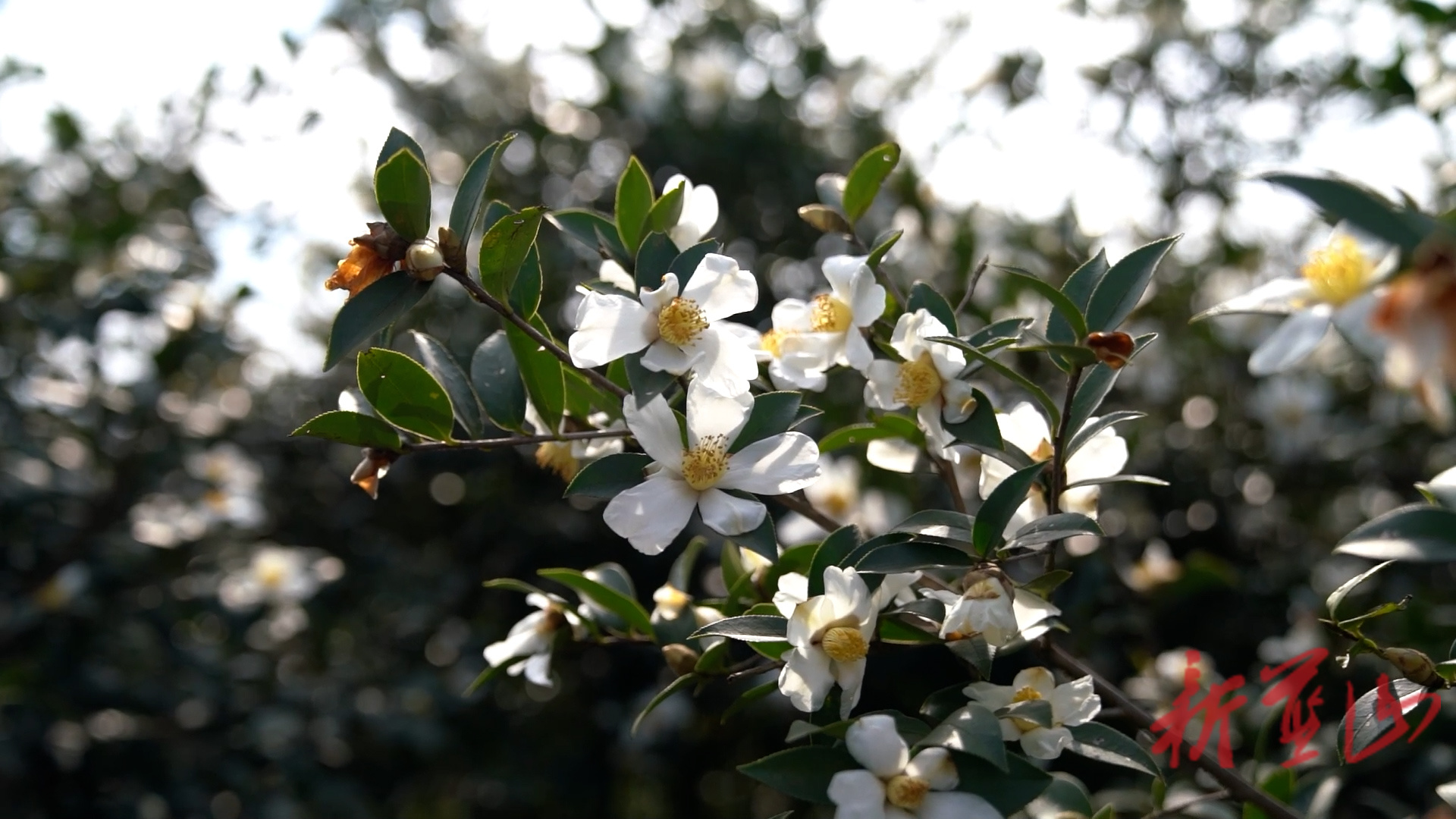 美丽蓝山：油茶花开 漫山覆“雪”