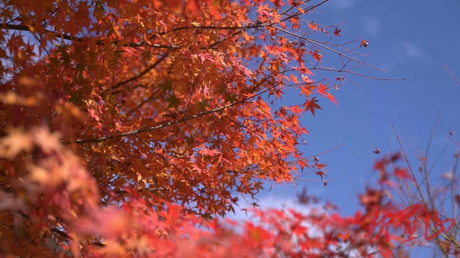 美丽蓝山：闭园不闭美 “线上”赏红枫