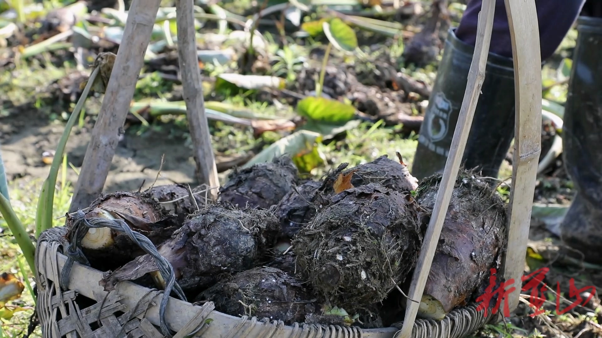 蓝山县：香芋丰收富乡村  佳味香飘粤港澳