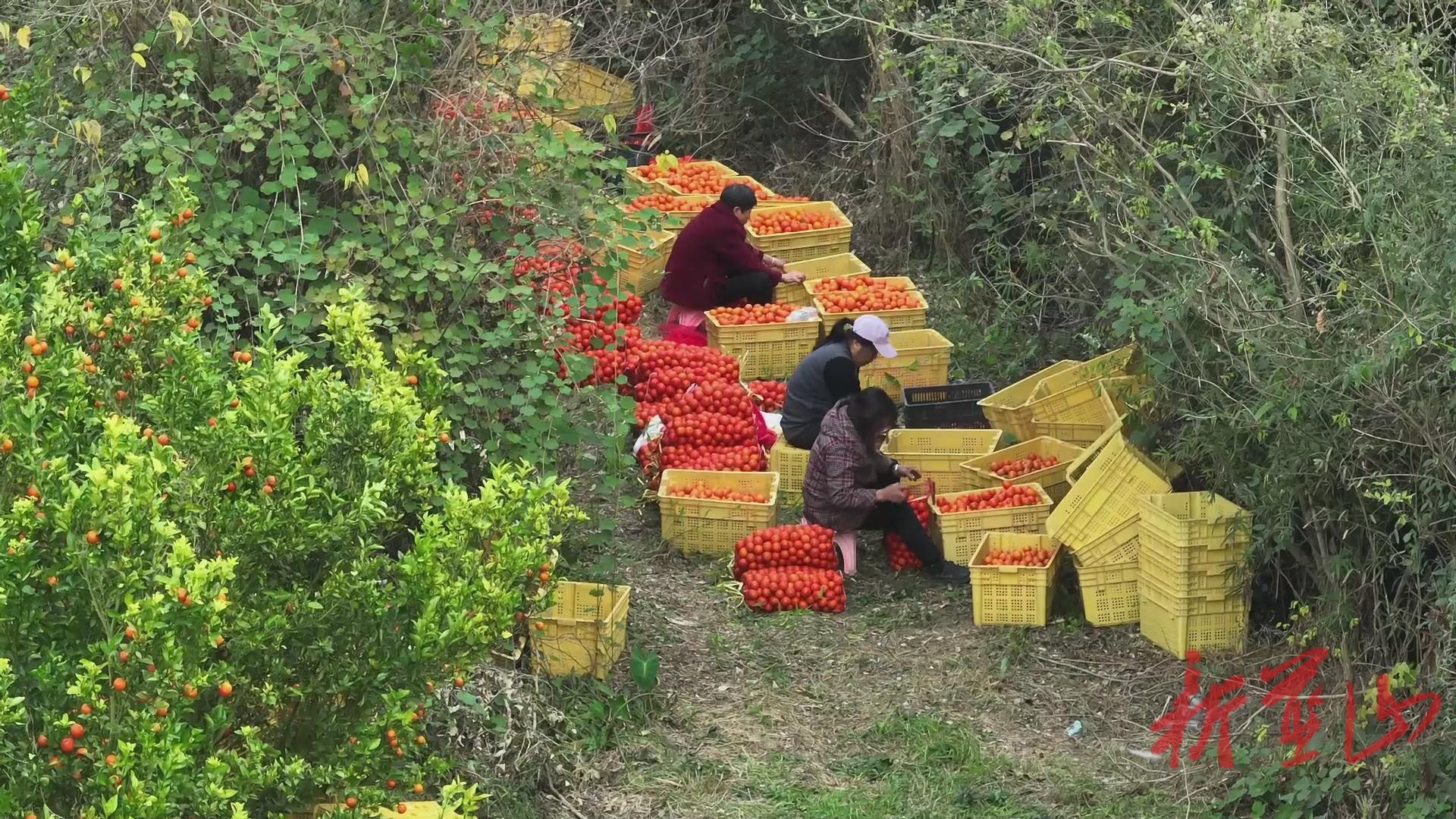 蓝山县楠市镇环连村：柑橘喜获丰收 果园迎客正当时