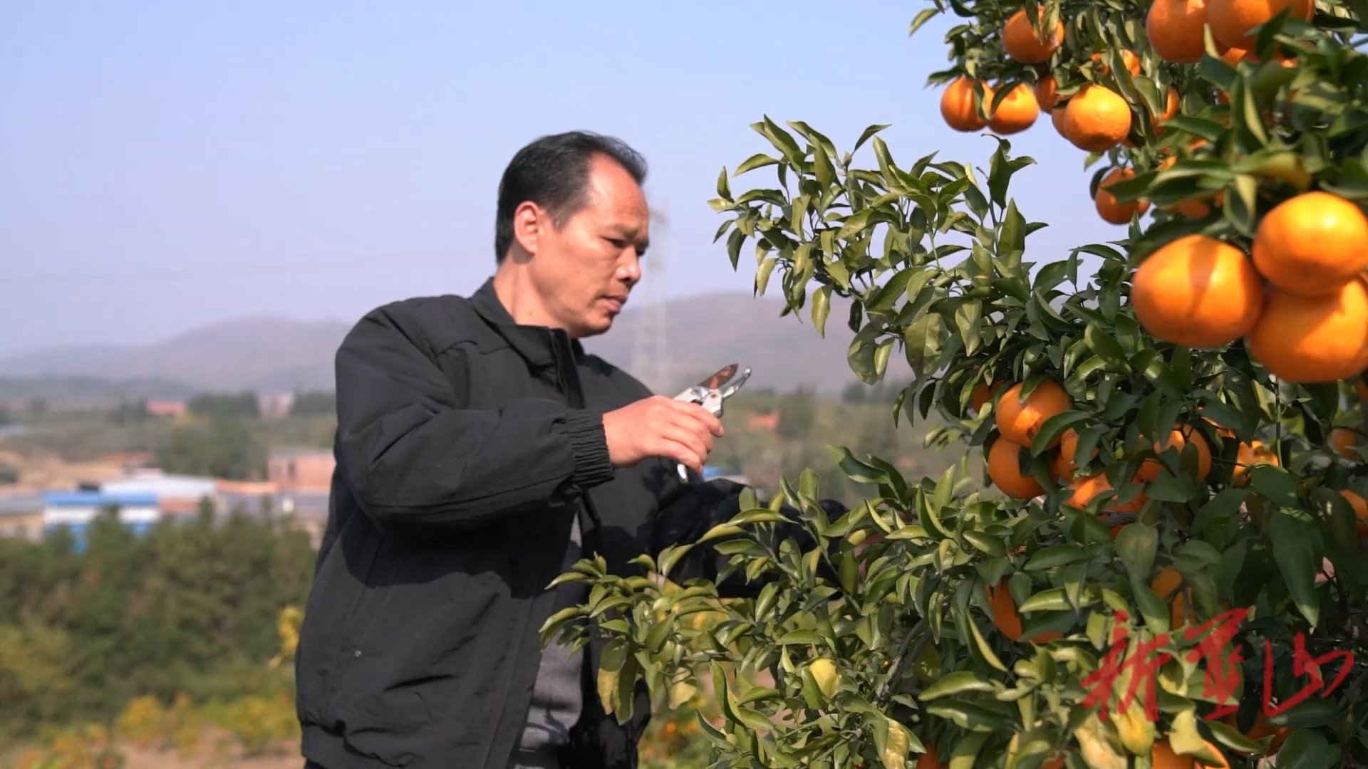 蓝山县新圩镇神溪村：200余亩耙耙柑甜蜜上市