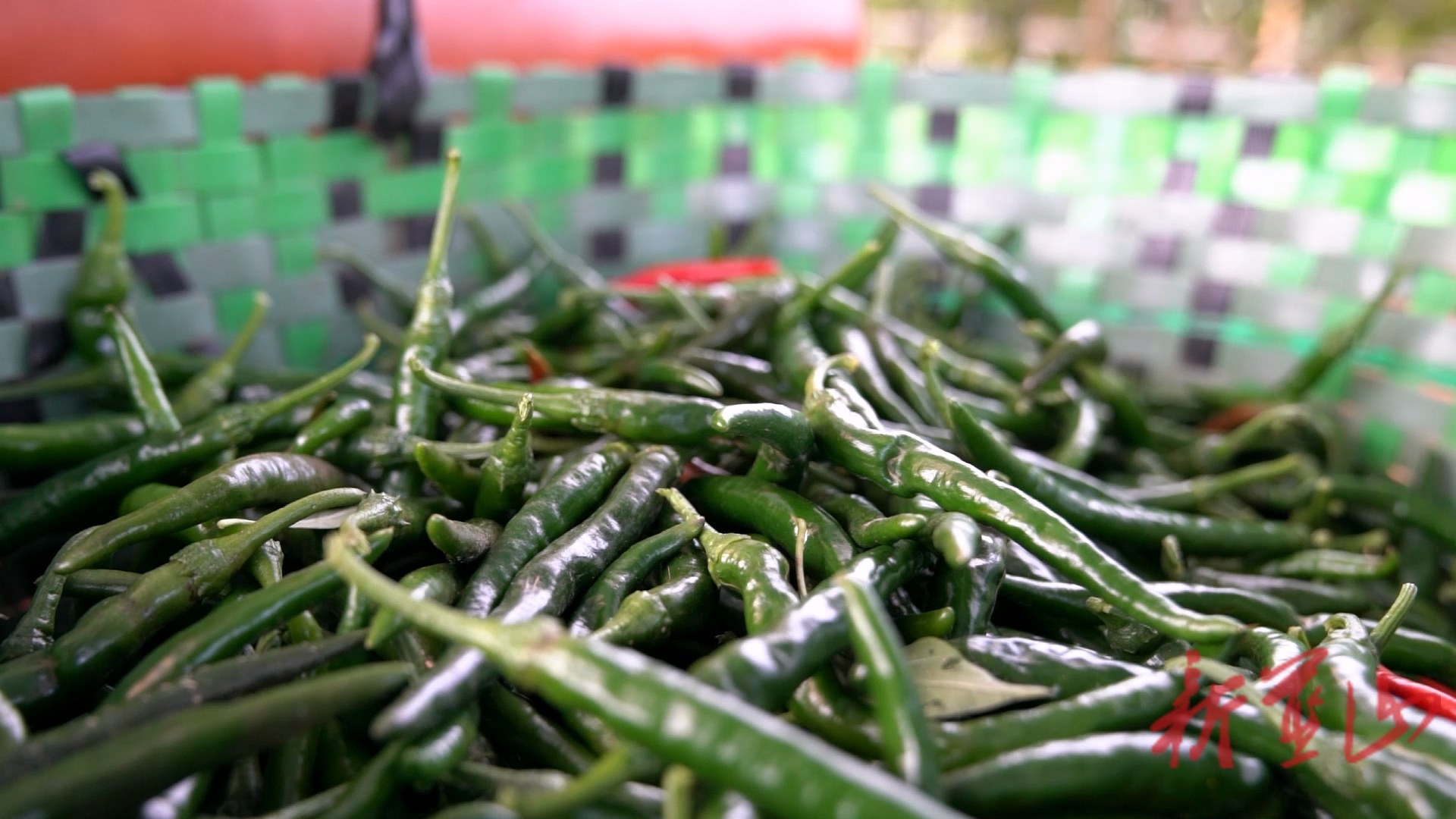 蓝山县新圩镇甘竹山村：大棚辣椒喜获丰收产销两旺富农家