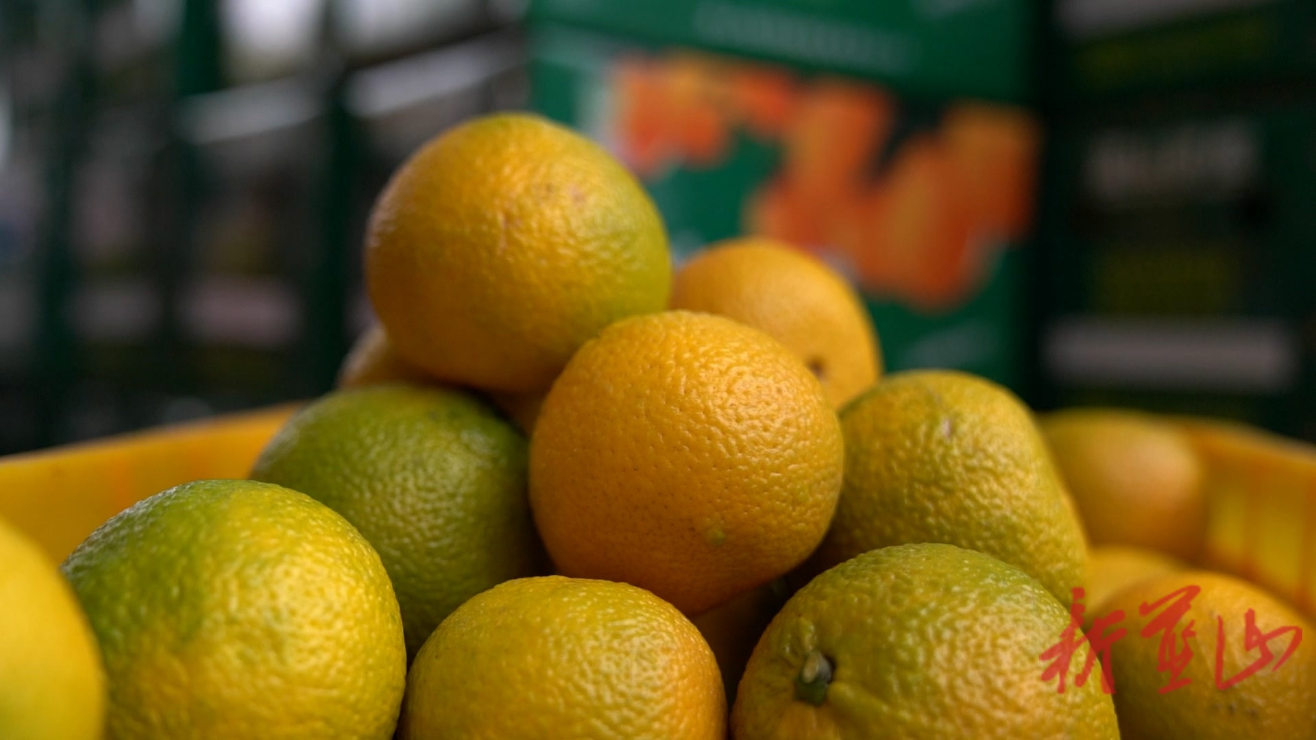 蓝山县太平圩镇桐木林村：桔柚飘香引客来  特色产业促振兴