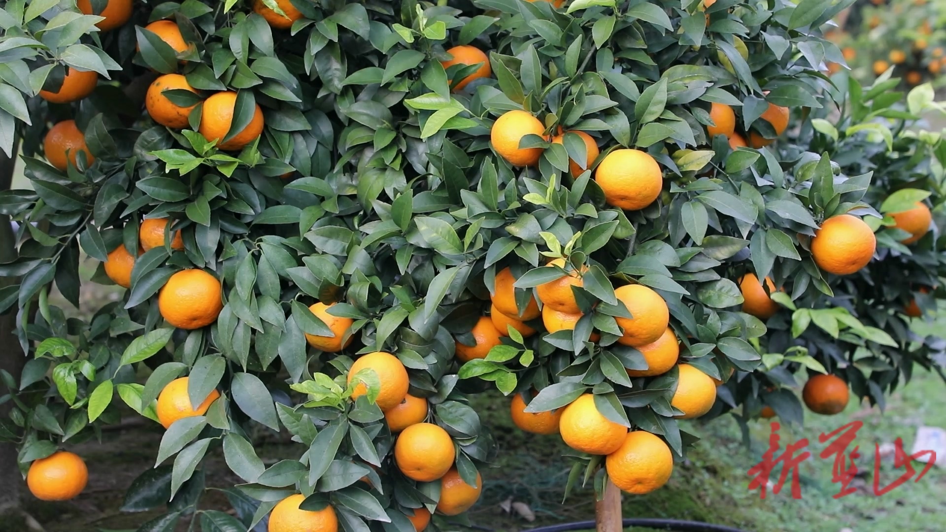 蓝山县土市镇团结村：冬日果飘香沃柑迎丰收