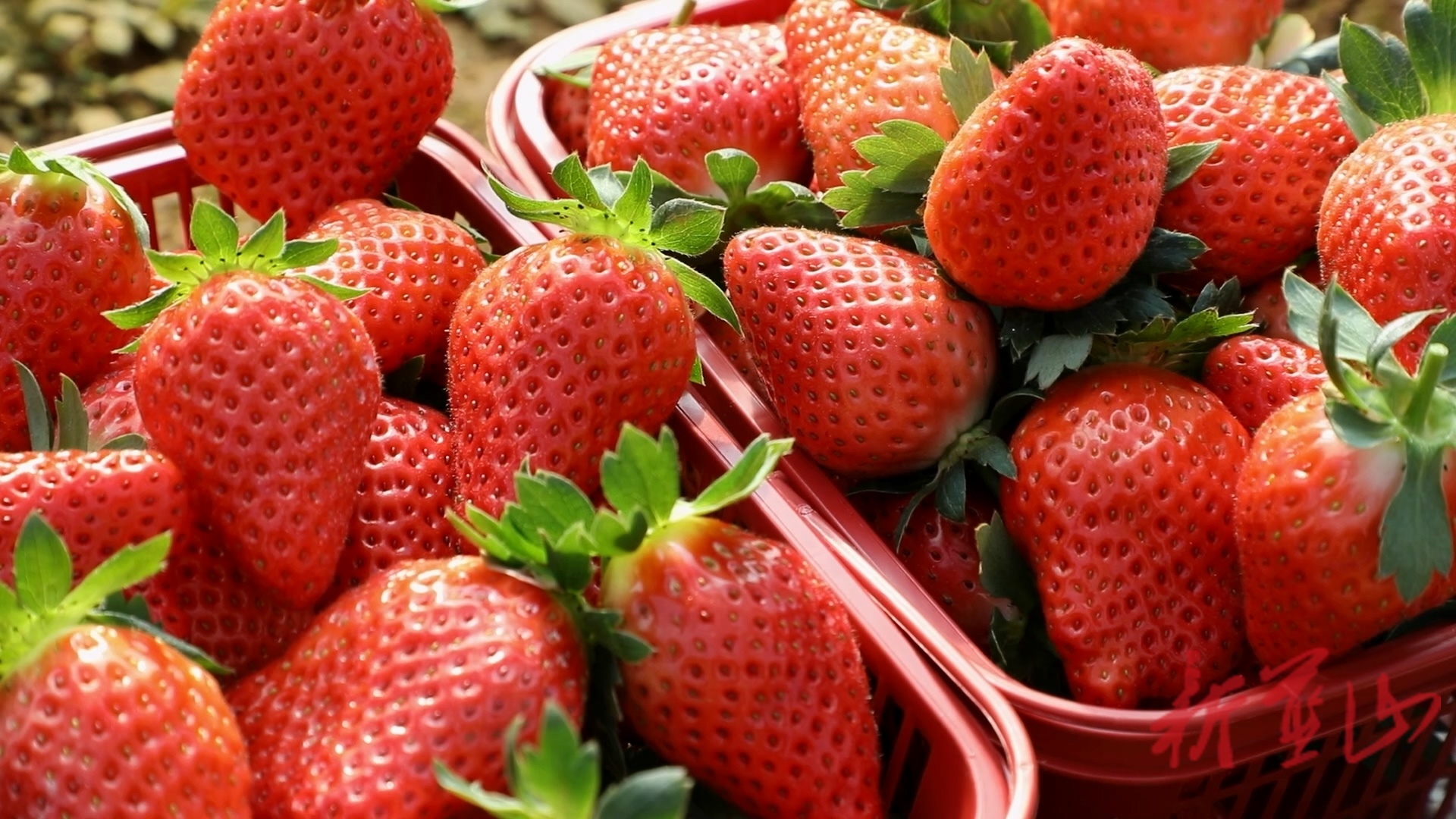 蓝山太平圩镇坪沿村：小草莓串起富民路 大产业引领振兴潮