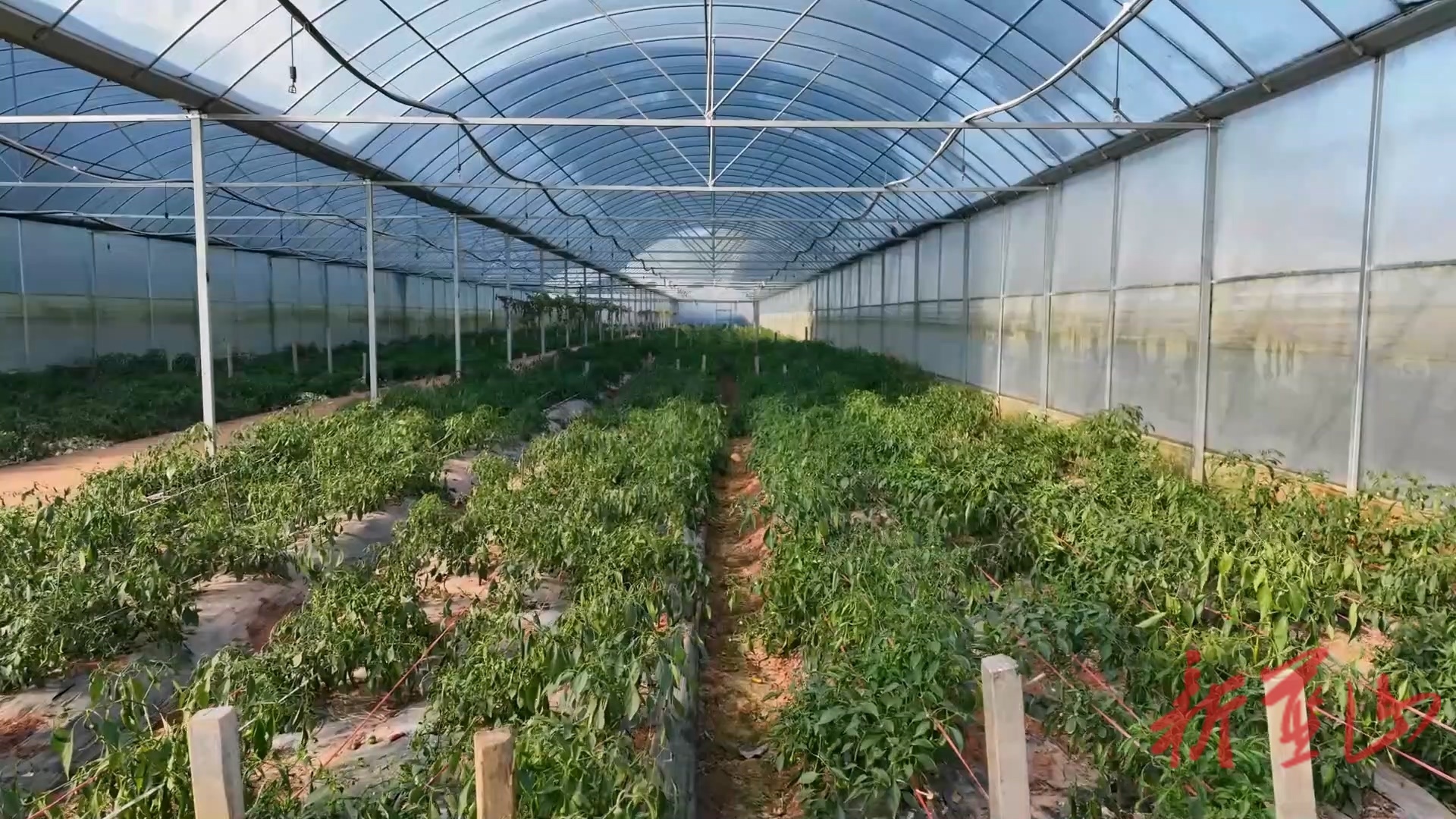 蓝山县“一棚多用”轮作忙闲置大棚变身“增收引擎”