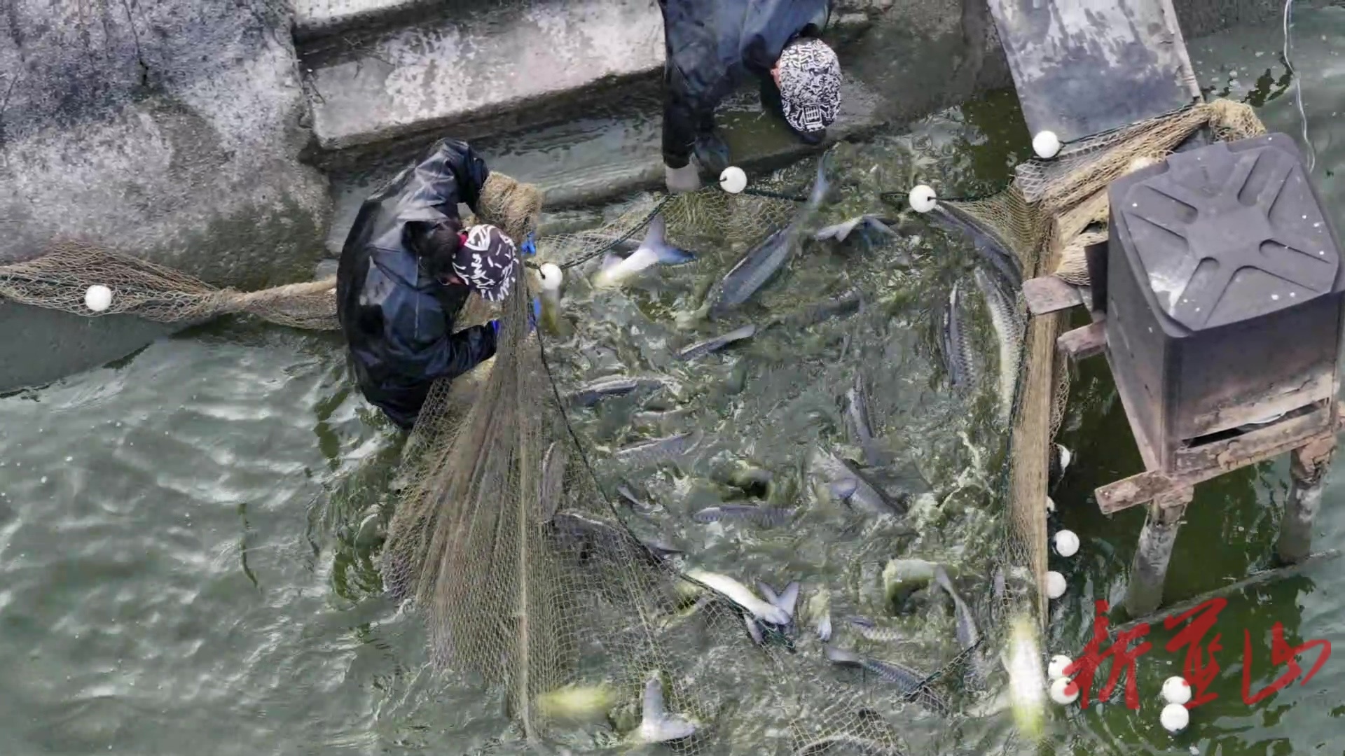 蓝山县脆鲩鱼喜获丰收 “游”出产业致富路