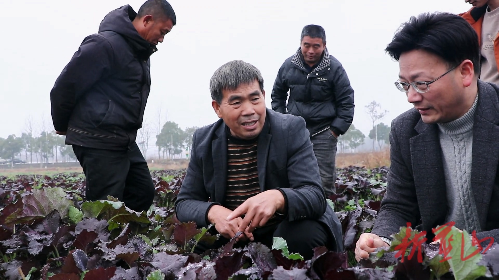 刘云发：十年磨“种”兴农路  一心带富助乡兴