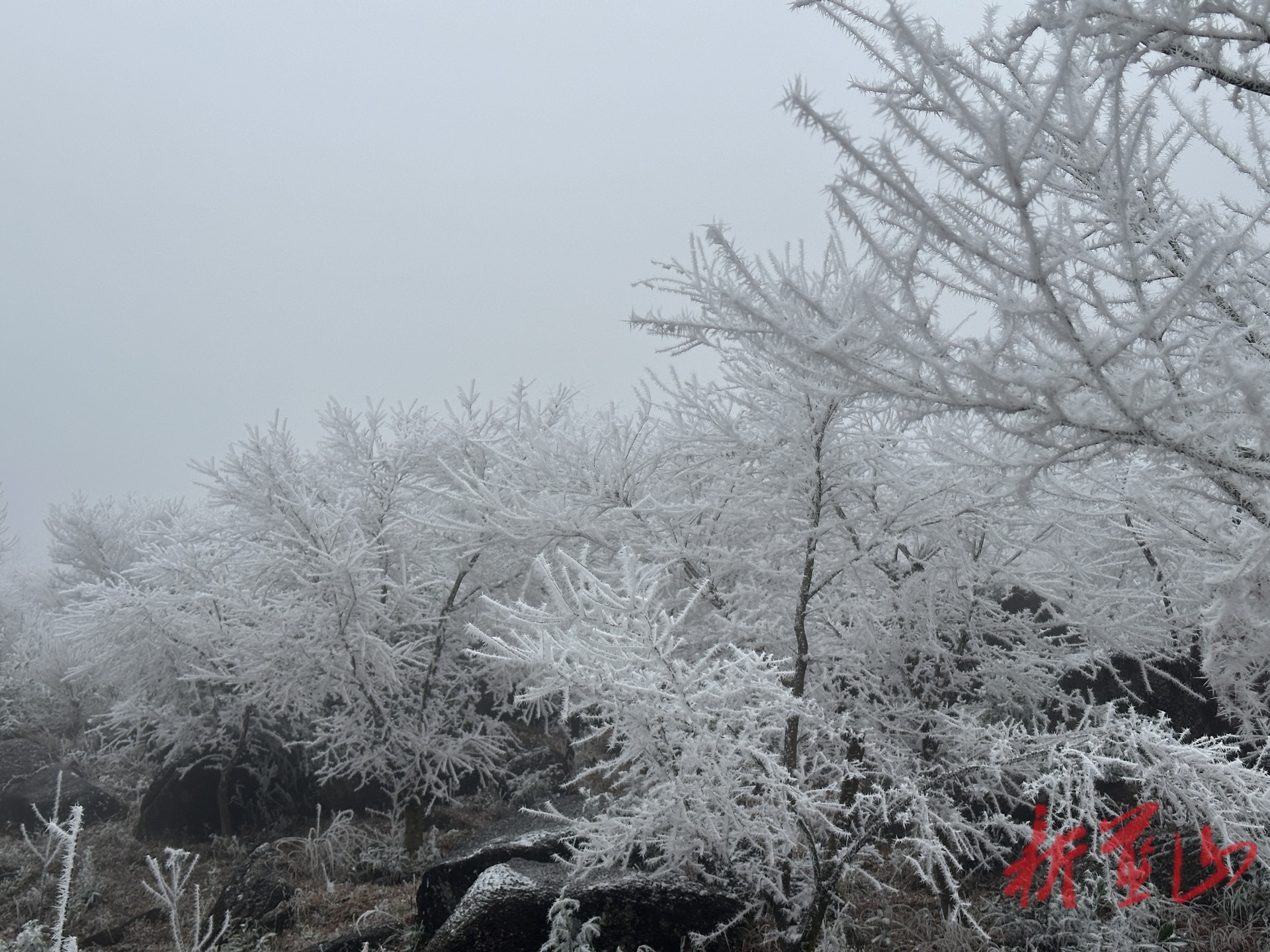 蓝山县冬日限定雾凇奇观   扮靓数十公里林海