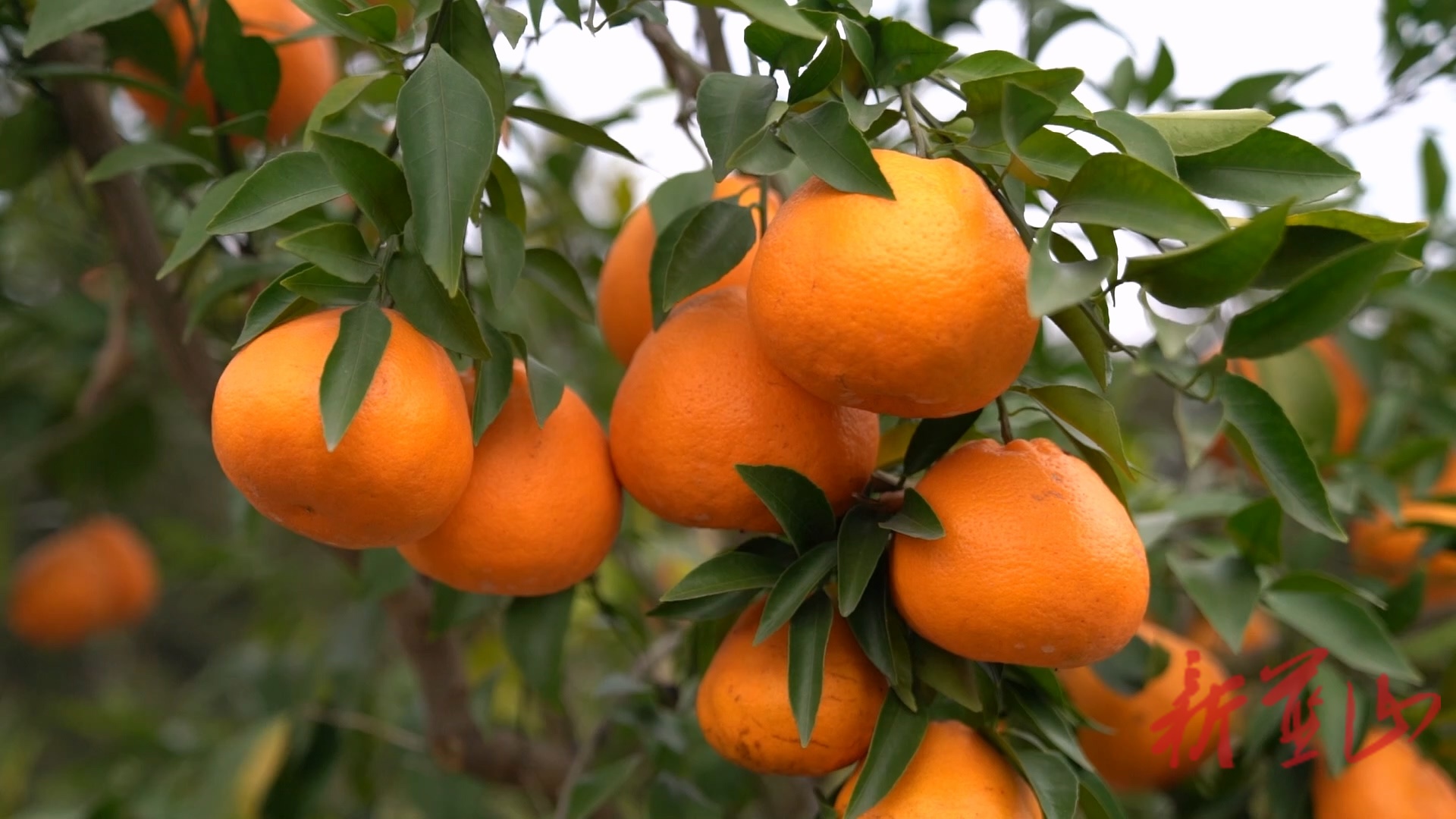 蓝山县新圩镇神溪村：“春见”甜了乡村“甜蜜产业”促振兴
