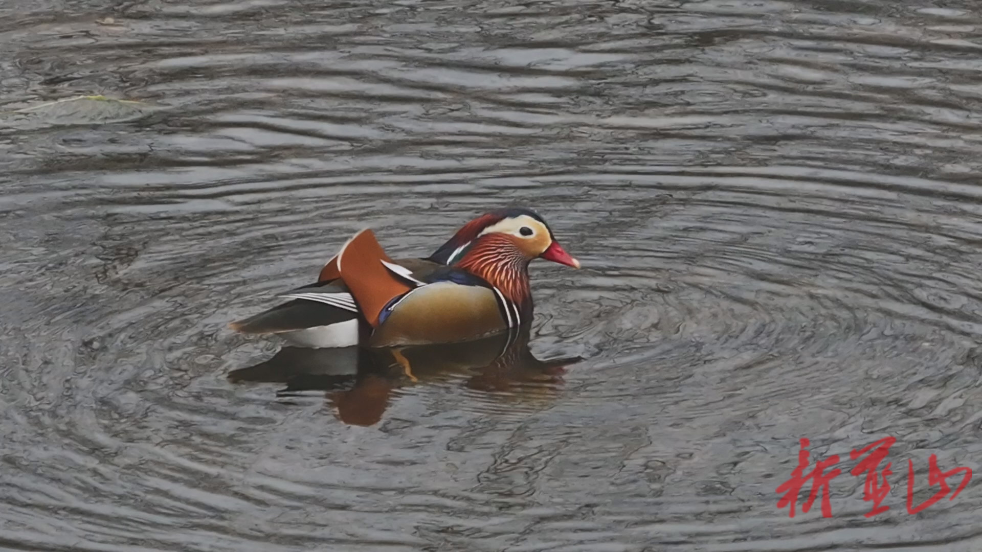 蓝山县首次发现国家二级保护动物—鸳鸯